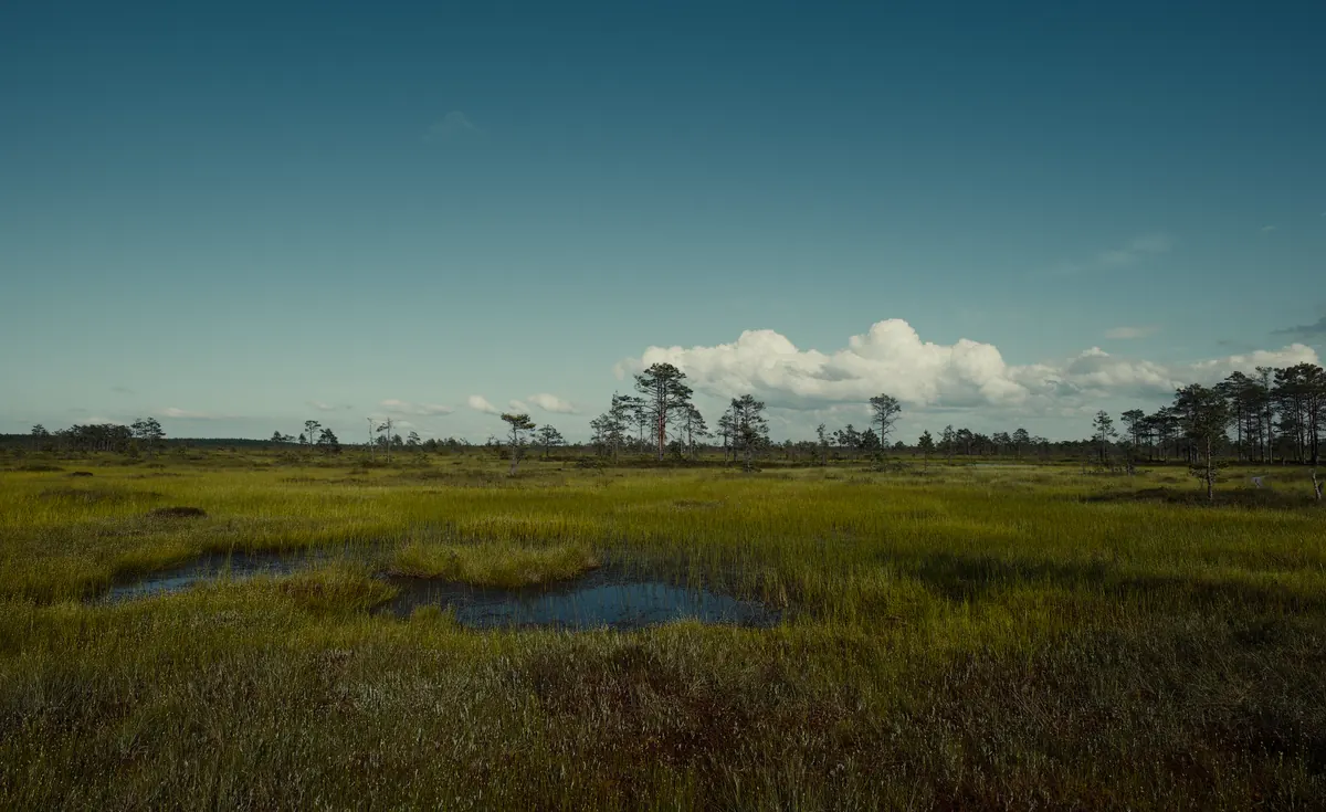 Bogs vs Fens: Understanding the Key Differences