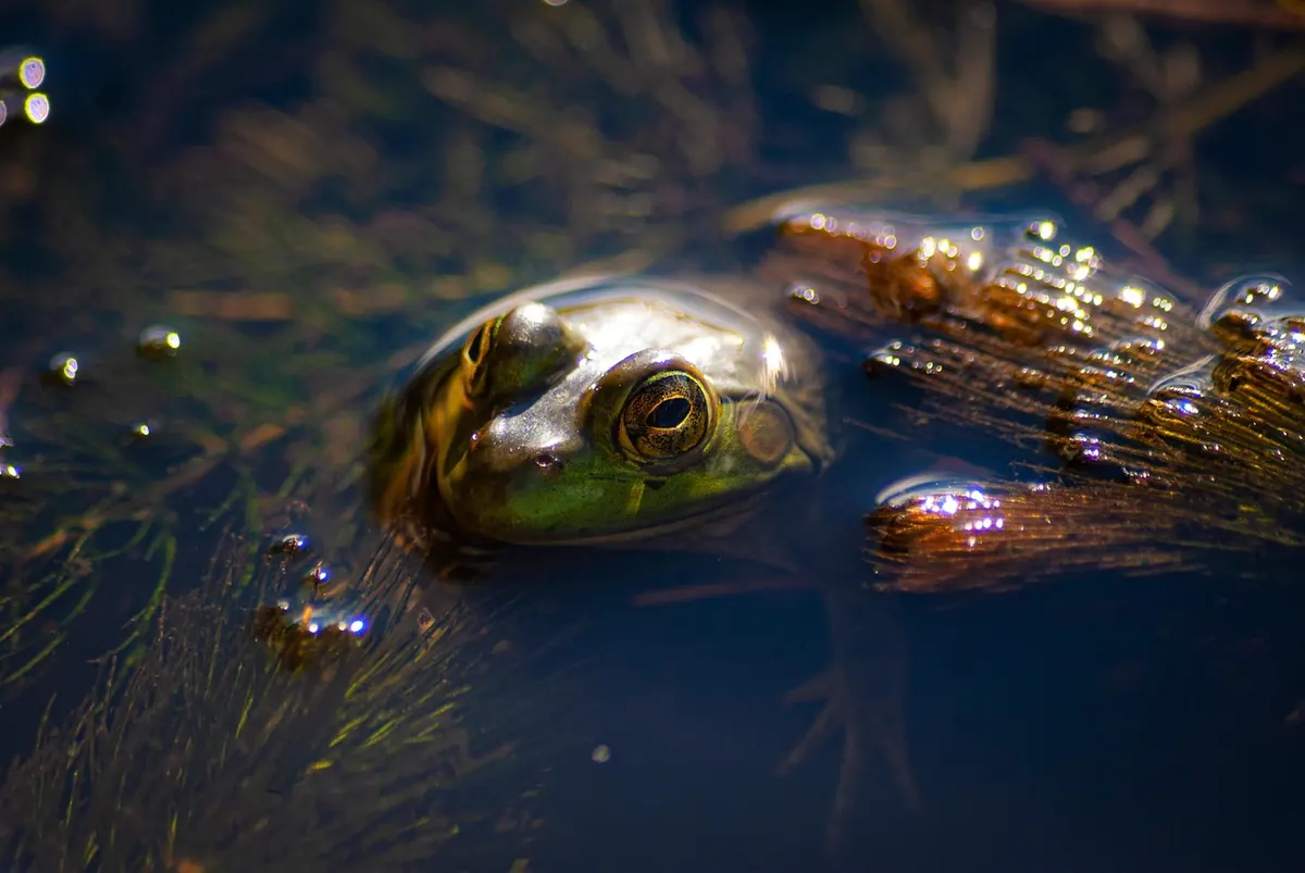 Constructed Wetlands vs Natural Wetlands: Pros and Cons for Water Treatment