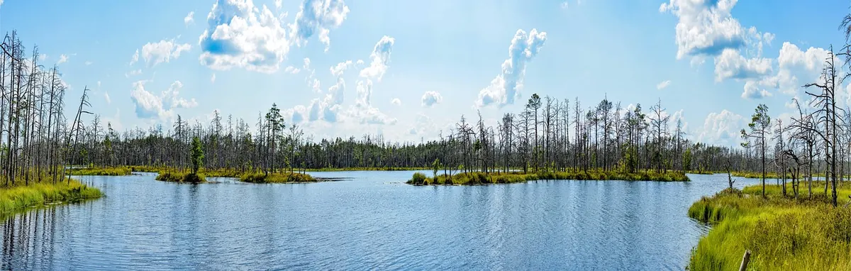 Getting Started with Wetland Plant Identification: A Beginner's Guide