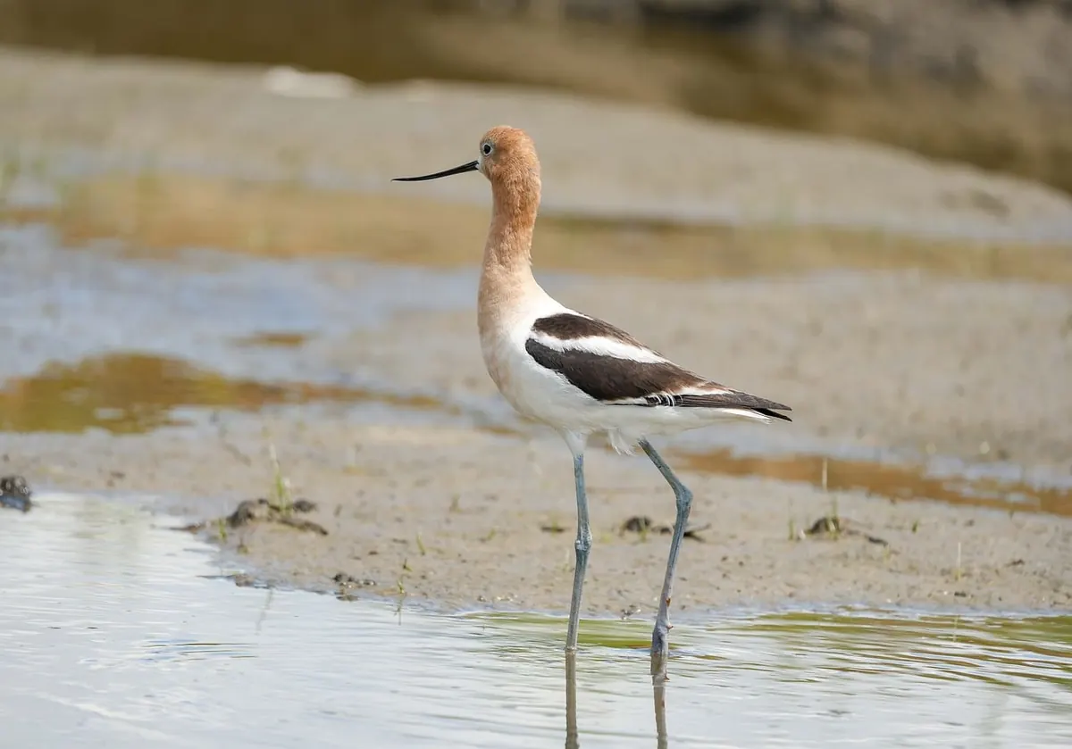 How to Conduct a Rapid Wetland Health Assessment: A Field Guide