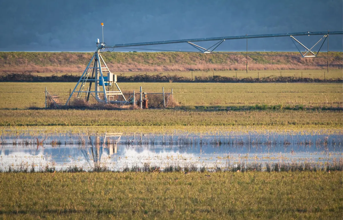 The Role of Wetlands in Flood Management: A UK Perspective